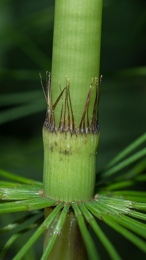 Equisetum sp.